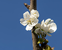 Orchard Blossom 63